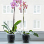 Як правильно розмістити орхідею вдома: на якому вікні вона росте найкраще