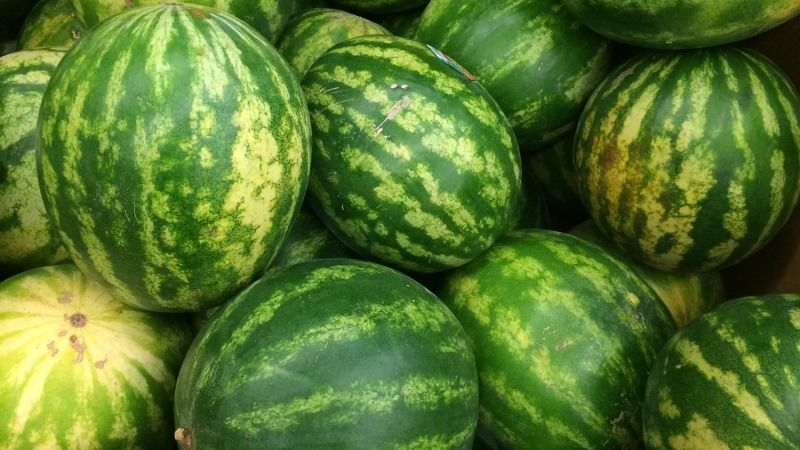 Найсолодші ранні сорти кавунів, які мають бути у вас на городі