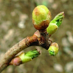 Бруньковий кліщ атакує смородину: як врятувати кущі і не залишитися без урожаю