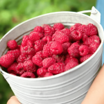 Що не можна садити біля малини