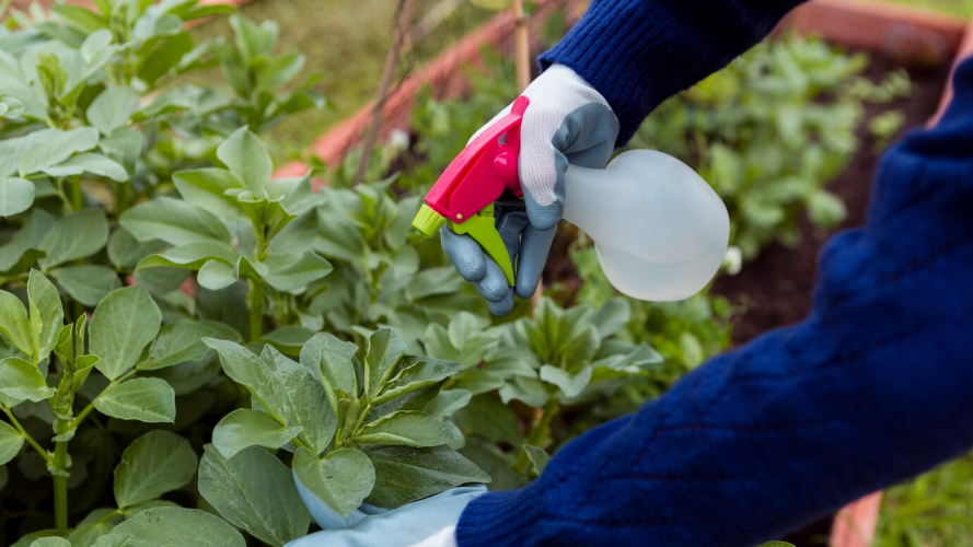 Обприскайте цим сад і город в березні — і попелиця навіть не прокинеться