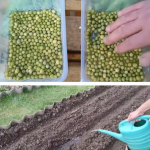 Посійте вже зараз: 5 культур, які не можна відкладати до травня