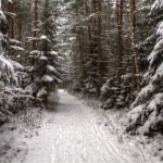 У лісі на Волині виявили тіло чоловіка