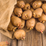 Як виростити ранню картоплю: поради для щедрого врожаю вже в травні