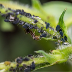 Де зимує попелиця і як запобігти її нашестю в новому році