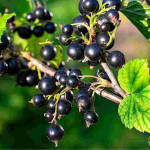 підживлення смородини взимку