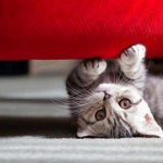 Як захистити диван від кота: простий лайфхак, який справді працює