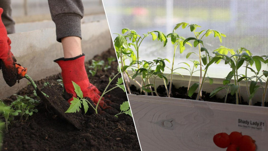 Розсада зупинилася в рості: три підживлення для швидкого відновлення