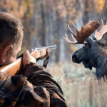 Зубр, олень і лось: на Волині браконьєри застрелили червонокнижних тварин