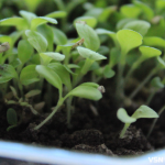 Сезон розсади на Волині: коли сіяти томати, перець та баклажани за порадами фахівців