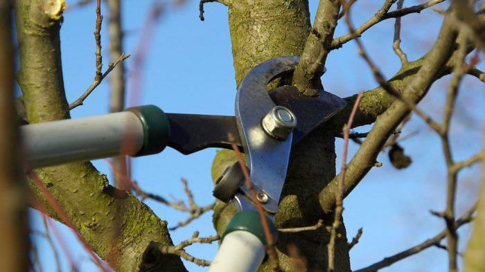 Весняне обрізання дерев: коли та як правильно готувати волинські сади до сезону