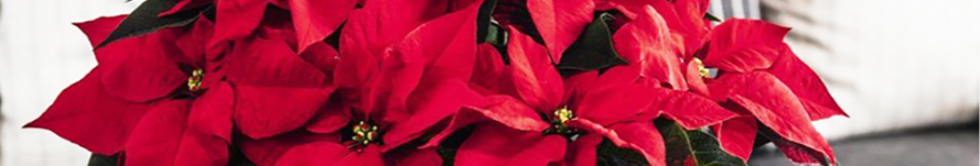 Пуансетія або молочай-різдвяник: як змусити квітнути символ Різдва