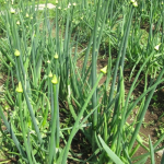 цибуля випускає стрілки