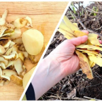 Як із відра картопляних шкірок і склянки оцту зробити річний запас добрива без копійки