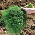 Ви про це навіть не здогадувалися - як виростити пишний ароматний кріп