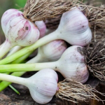 підживлення часника