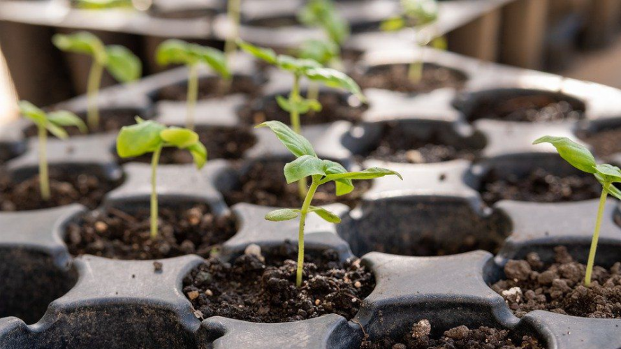 Не сійте перець без замочування, інакше розсада загине ще до росту: найкращі способи, які врятують врожай