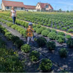 На Волині родина вирощує 30 сортів винограду і 100 сортів хризантем