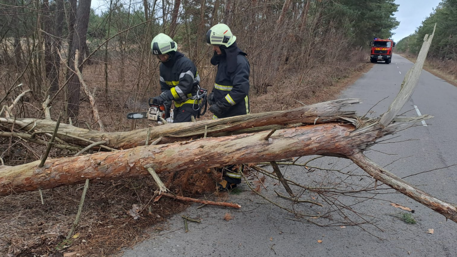 У Луцькому районі дерево впало на дорогу. Фото