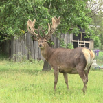 ДТП, олень Борис
