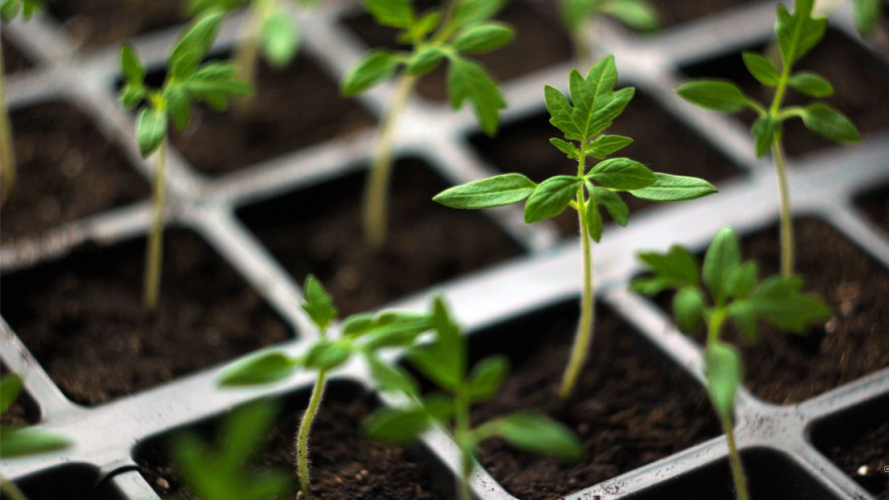 Перші 10 днів вирішують усе - які помилки після висадки розсади роблять майже всі