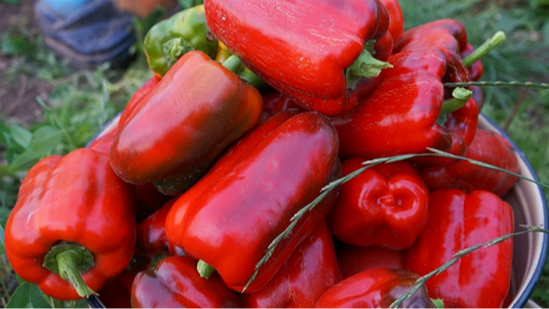 вирощування перцю