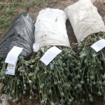 Переселенець з окупованого Мелітополя постане перед судом за вирощування маку на Волині