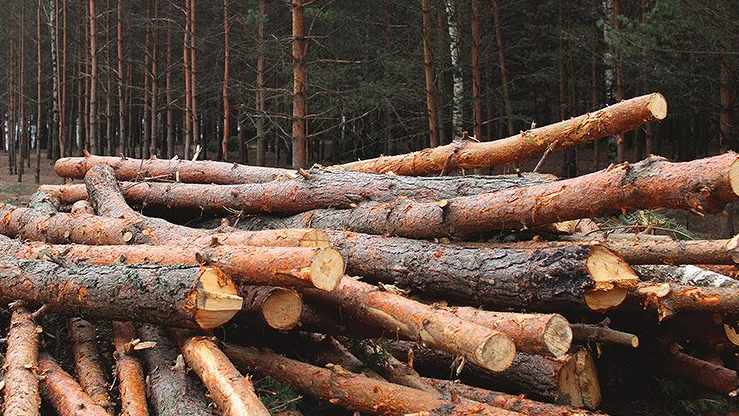 На Волині чоловік незаконно зрізав три десятки дерев на території лісового фонду: як його покарали