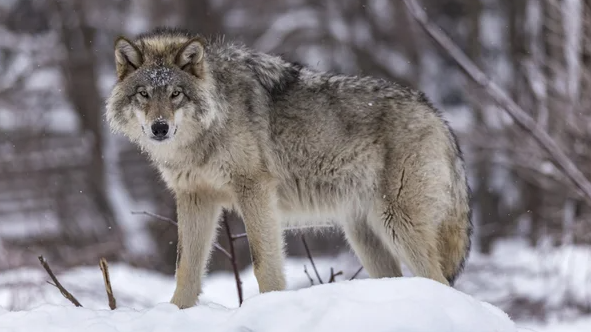 Невідома хижа тварина нападає на собак і птахів у селі на Волині