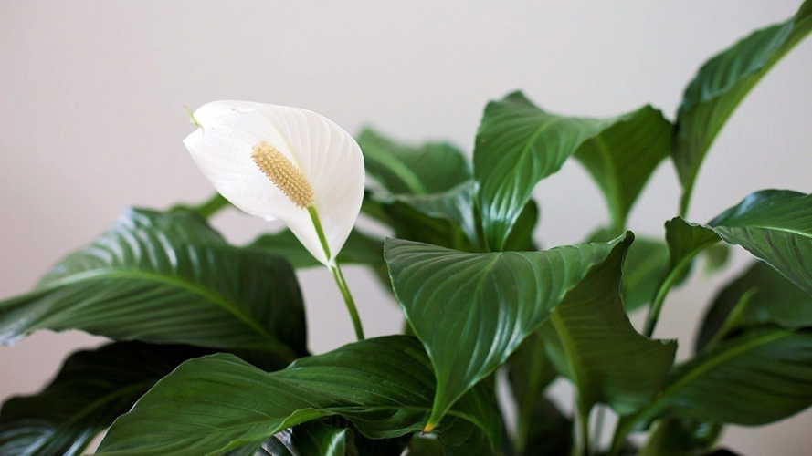 Спатифілум буде пишно цвісти і рости, як на дріжджах: чим підживити «жіноче щастя»