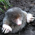 Як вивести кротів з городу у березні без хімії: простий і дієвий метод