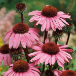 Які багаторічні квіти посадити в березні, щоб цвіли усе літо