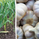 Чому жовтіє часник навесні і що з цим робити