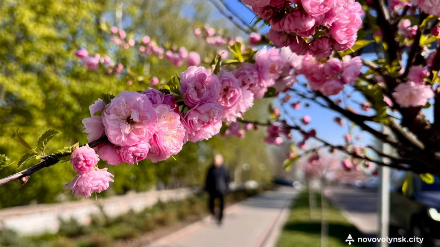 У місті на Волині розквітли сакури та мигдаль. Фото