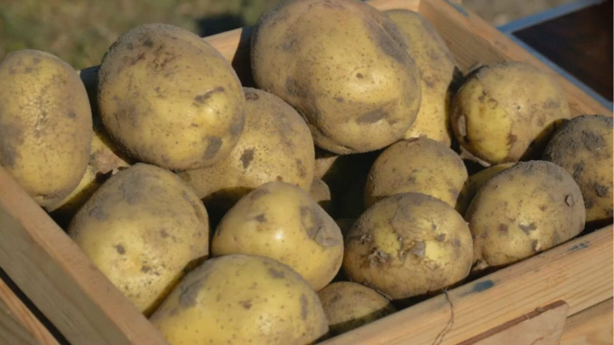 Ці 5 сортів картоплі варто посадити у 2026 році: смачні та врожайні