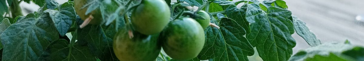 Молоді помідорки вже у червні: як правильно сіяти томати під зиму