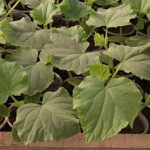 Встають до теплиць серед ночі: як на Волині вирощують ранні огірки