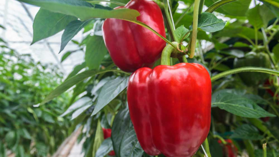 вирощування перцю