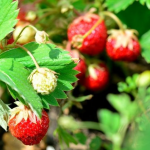 Отримаєте щедрий урожай полуниці: що потрібно зробити вже у квітні