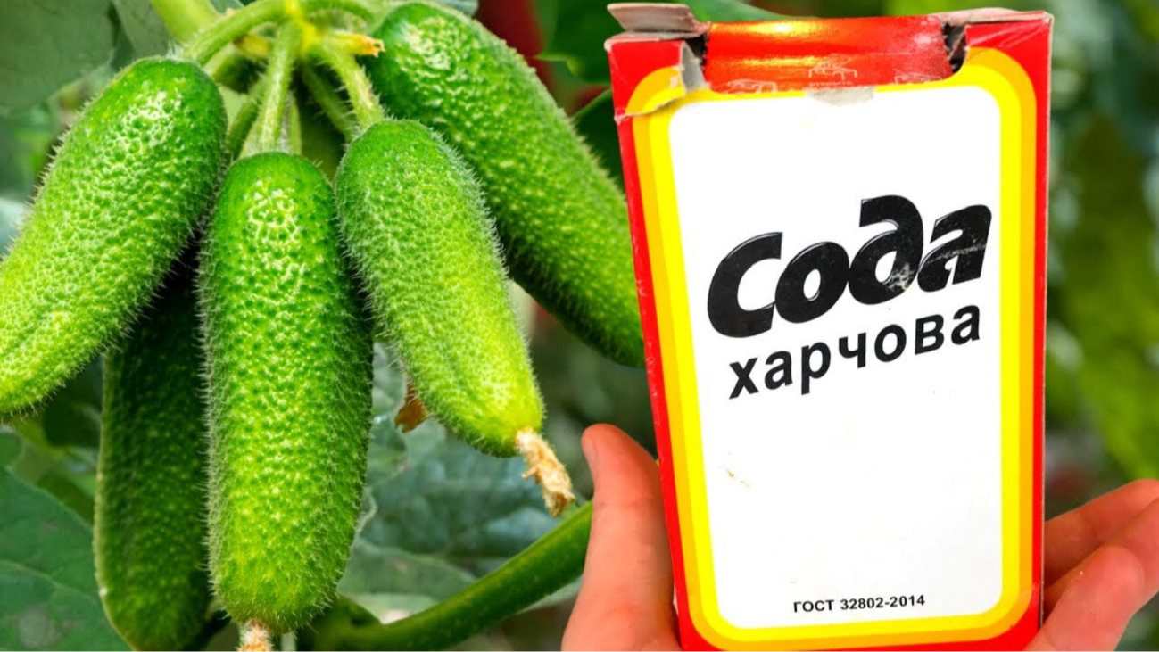 огірки поливають содою