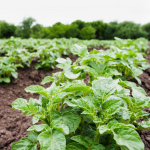 Залишитеся без урожаю: що категорично не можна садити на городі після картоплі
