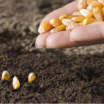 Щоб качани були великими: коли садити кукурудзу у 2026 році