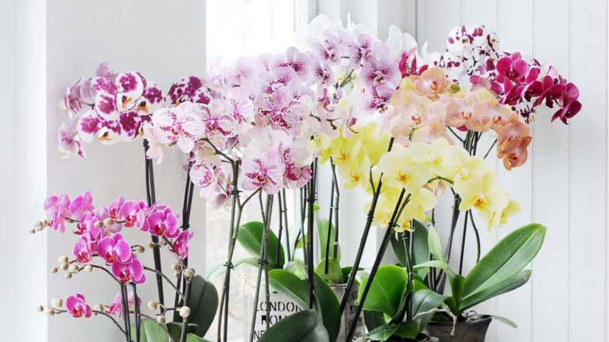 Секрет пишного цвітіння: чим підживити орхідею без хімії