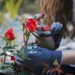 Як врятувати троянди у січні від загибелі - простий зимовий трюк