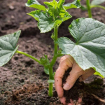 Що посадити біля огірків: 3 рослини, які допоможуть отримати щедрий урожай