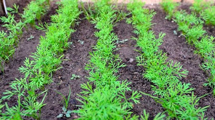 Чому не росте кріп: причини та 4 секрети вирощування пишної зелені