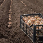 посадка картоплі