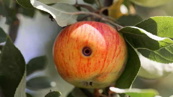 Сад без черв’яків: що справді працює проти яблуневої плодожерки