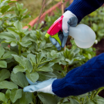 Обприскайте цим сад і город в березні — і попелиця навіть не прокинеться