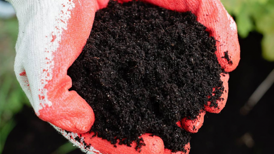 Чим знезаразити ґрунт на грядках навесні: перевірені способи